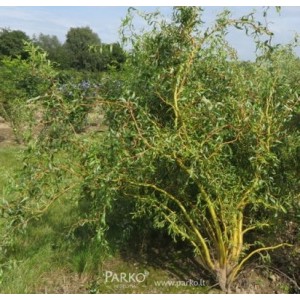 Gluosnis (Salix x sepulcralis) 'ERYTHROFLEXUOSA'