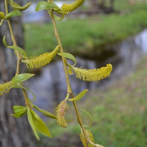Gluosnis (Salix finmarchica)