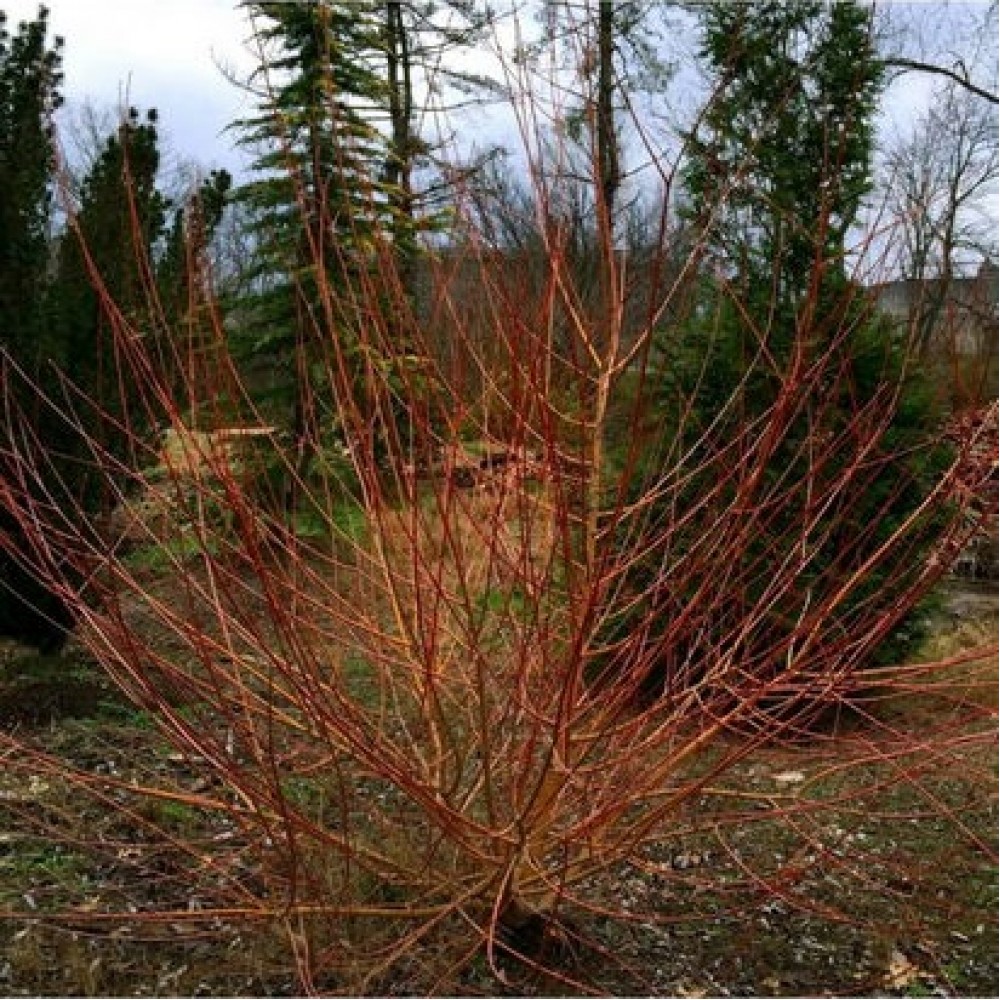 Gluosnis (Salix) 'FLAME'