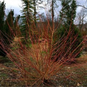 Gluosnis (Salix) 'FLAME'