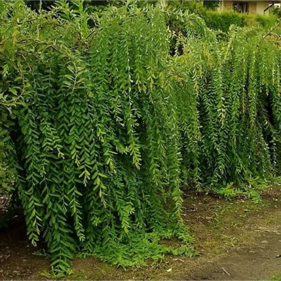 Gluosnis svyruoklinis (Salix babylonica var. pekinensis) 'PENDULA'
