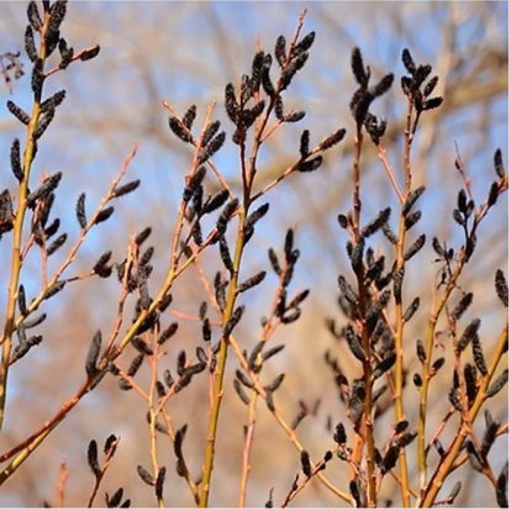 Karklas laibapurkis (Salix gracilistyla) 'MELANOSTACHYS'