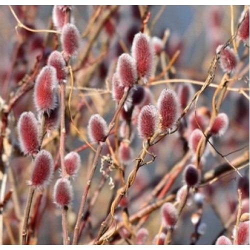 Karklas laibapurkis (Salix gracilistyla) 'MOUNT ASO'