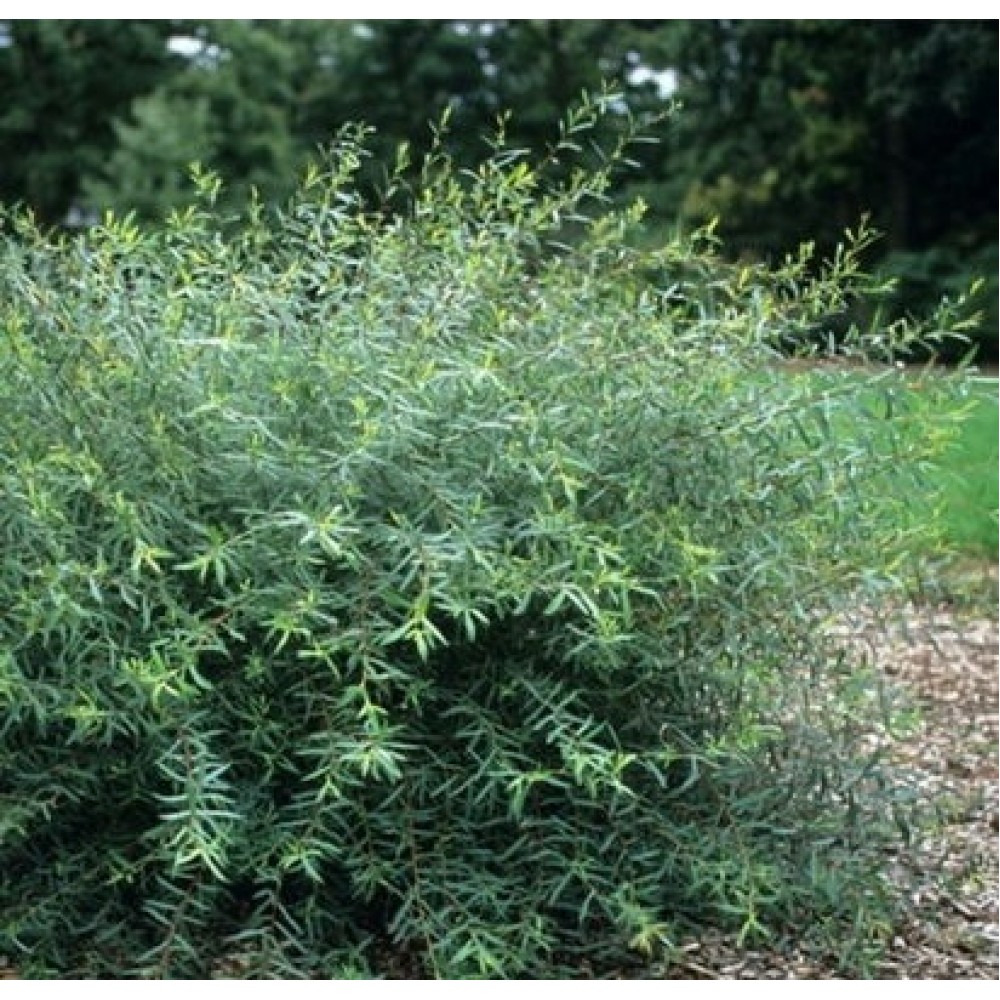 Gluosnis purpurinis (Salix purpurea) 'NANA'