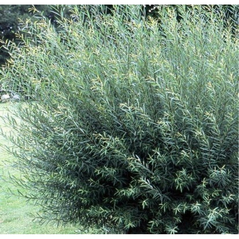 Gluosnis purpurinis (Salix purpurea) 'NANA'