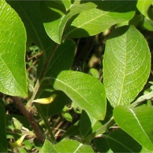 Blindė paprastoji (Salix caprea) 'OGON'