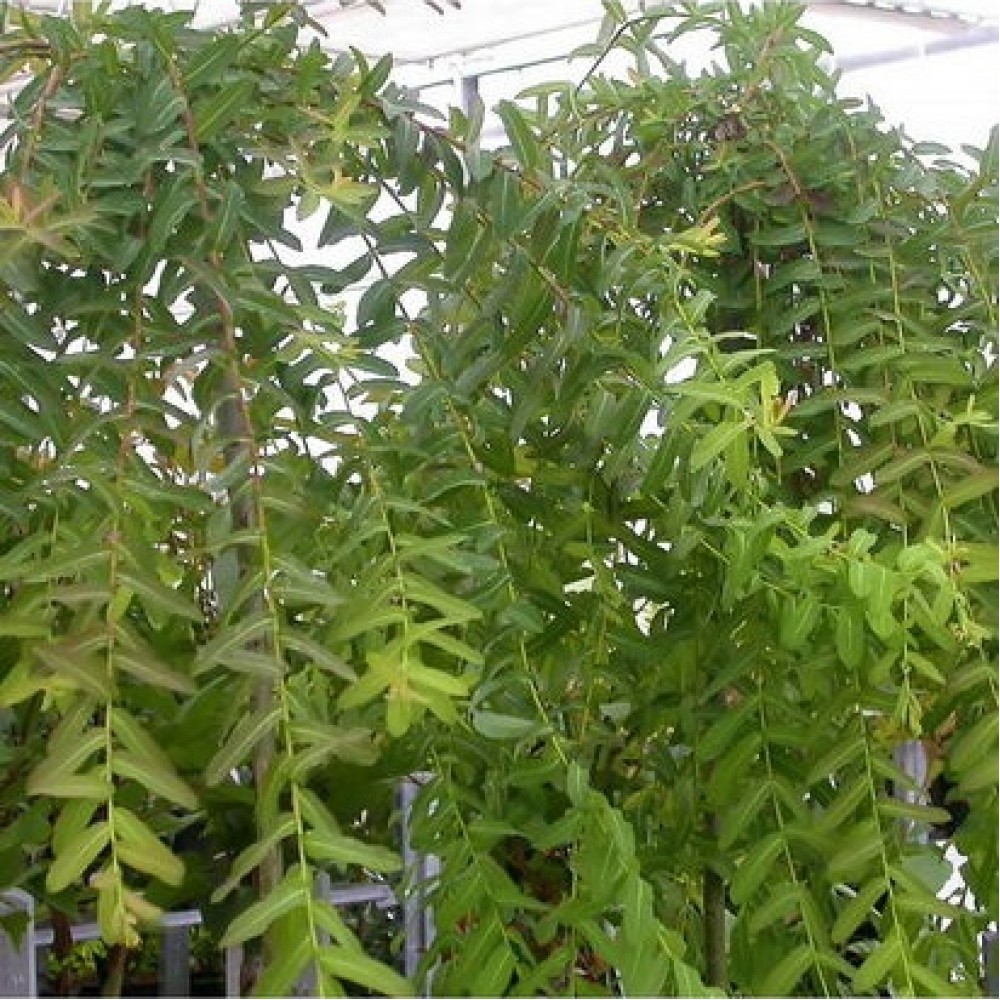 Gluosnis sveikalapis (Salix integra) 'PENDULA'