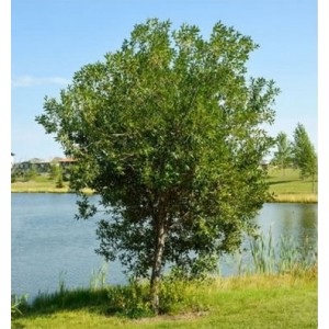 Gluosnis virbinis (Salix pentandra)