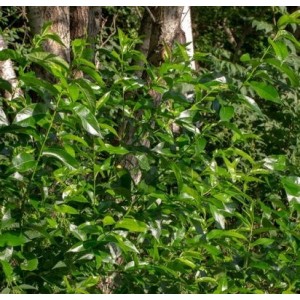 Gluosnis virbinis (Salix pentandra)