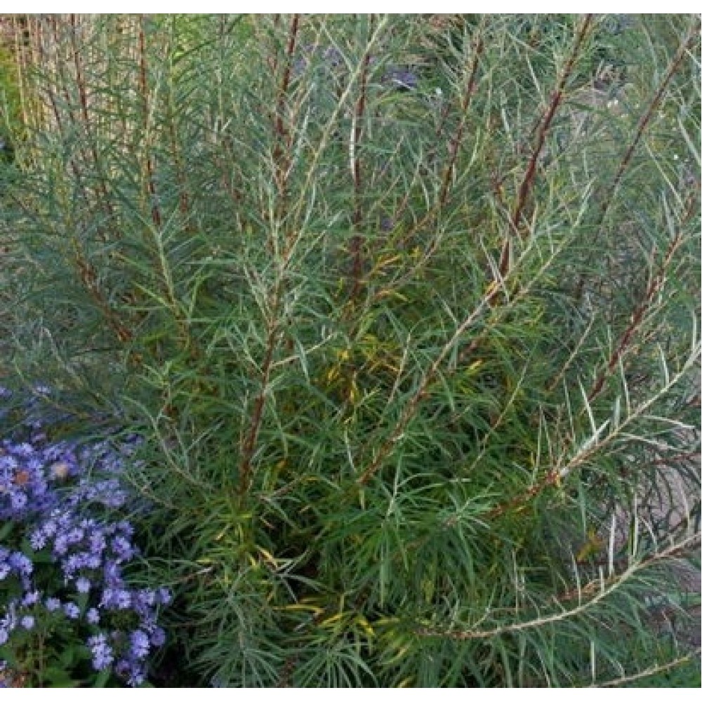 Karklas pelkinis (Salix rosmarinifolia)