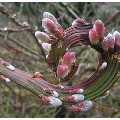 Gluosnis sachalininis (Salix udensis) 'SEKKA'