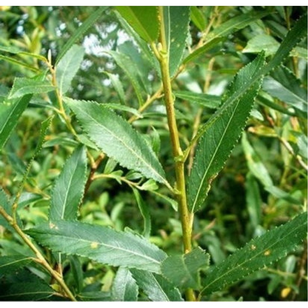 Gluosnis krantinis (Salix triandra)