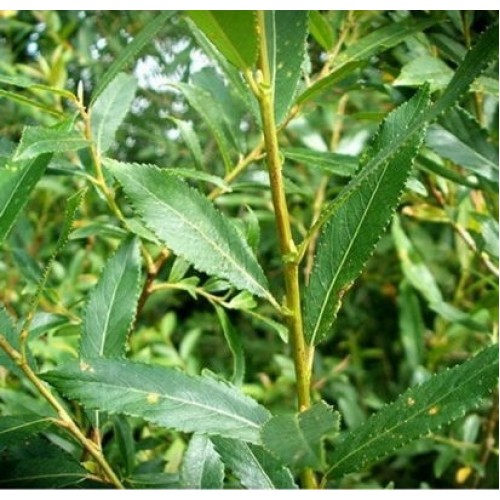 Gluosnis krantinis (Salix triandra)