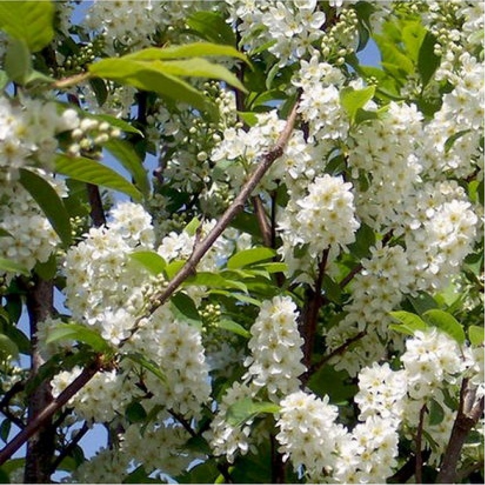 Ieva paprastoji (Prunus padus) 'ALBERTII'