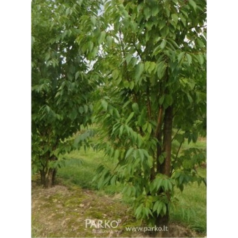 Ieva Makio (Prunus maackii) 'AMBER BEAUTY'