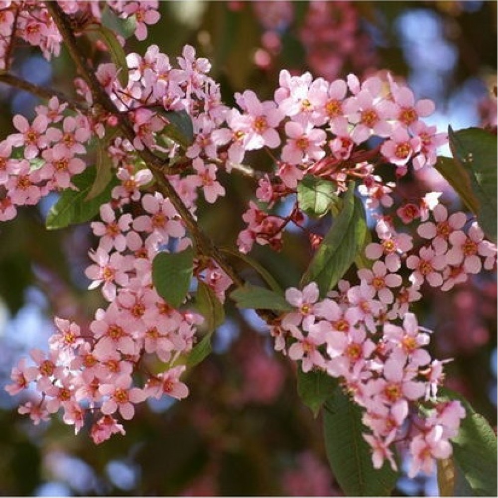 Ieva paprastoji (Prunus padus) 'COLORATA'