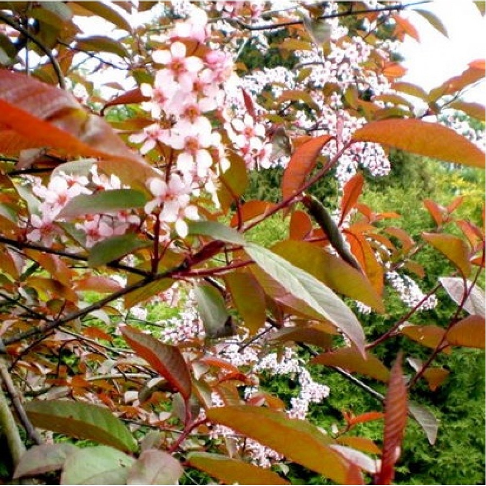 Ieva paprastoji (Prunus padus) 'COLORATA'