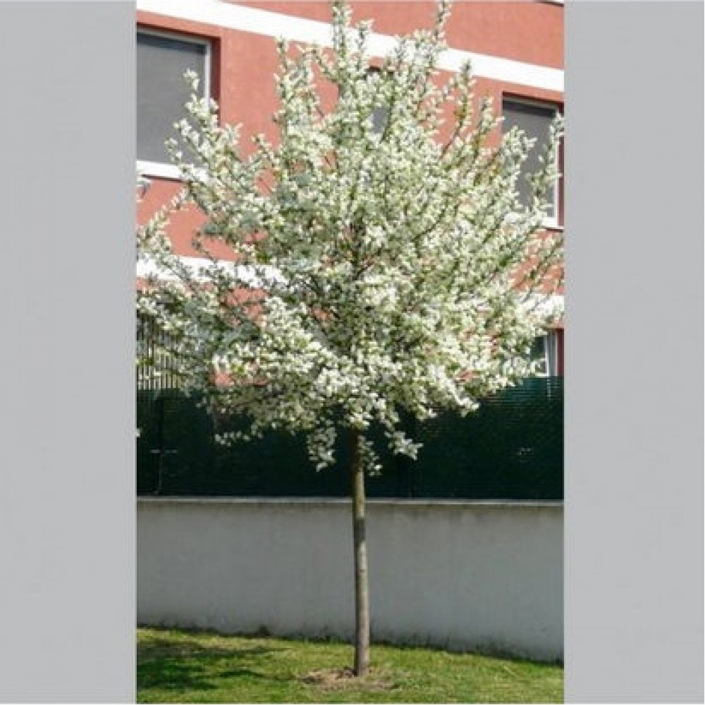 Ieva paprastoji (Prunus padus) 'WATERERI'