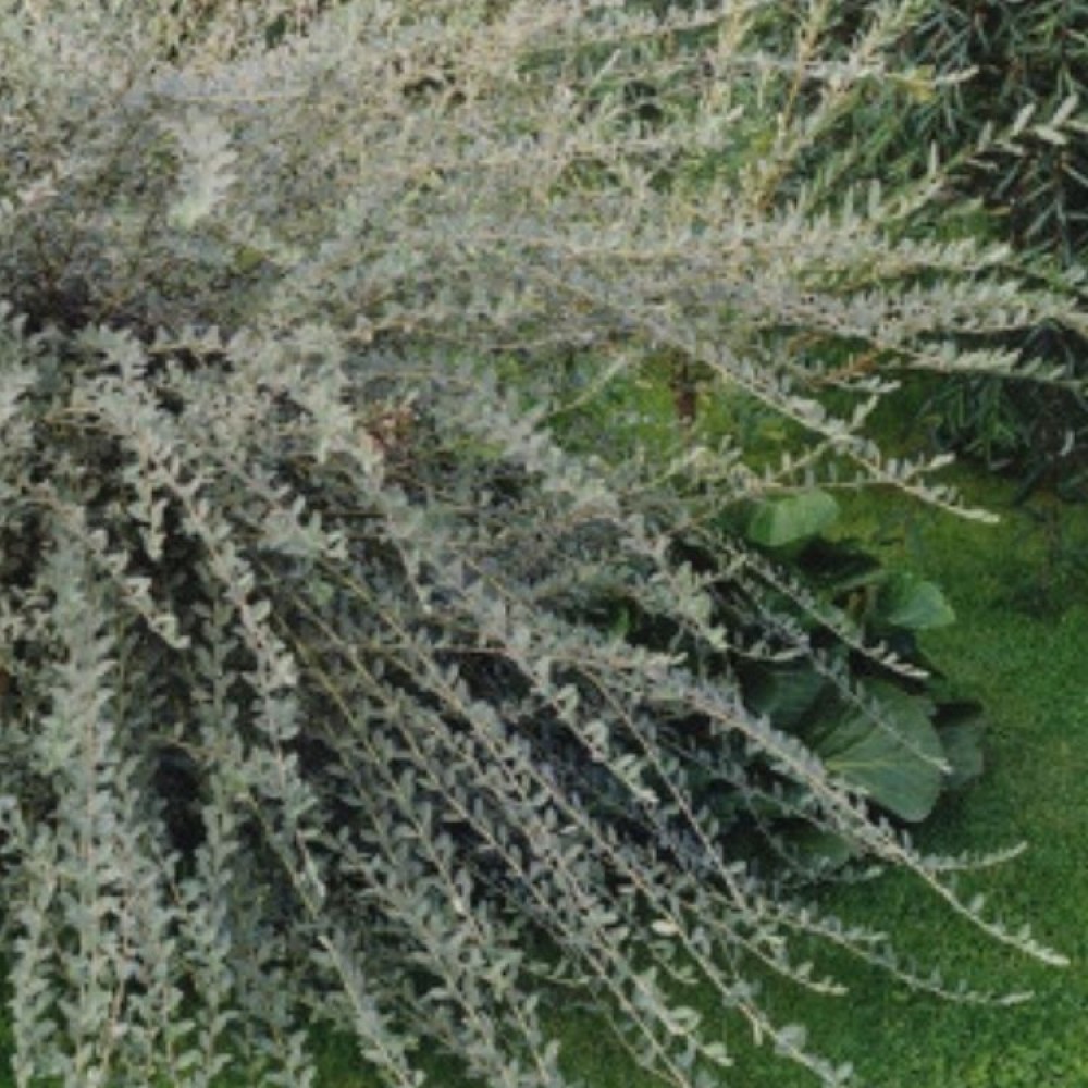 Karklas gulsčiasis (Salix repens) 'NITIDA'