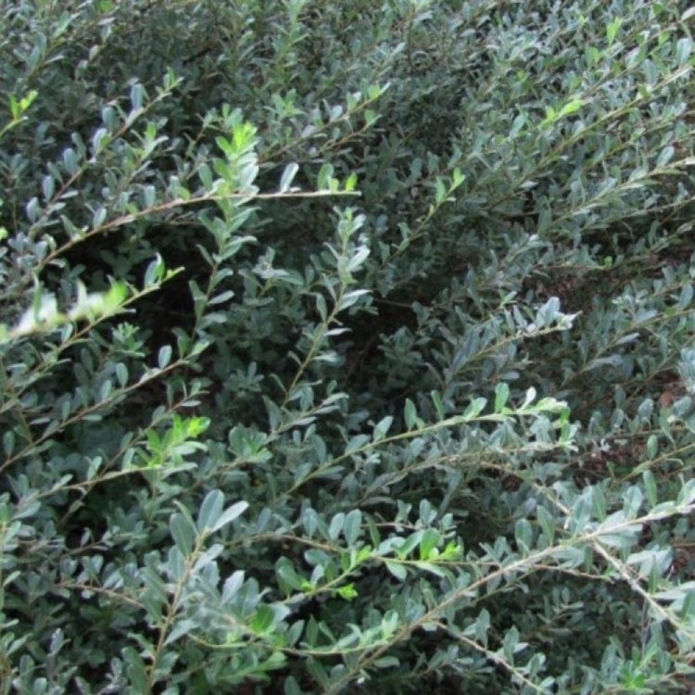 Karklas gulsčiasis (Salix repens) 'NITIDA'