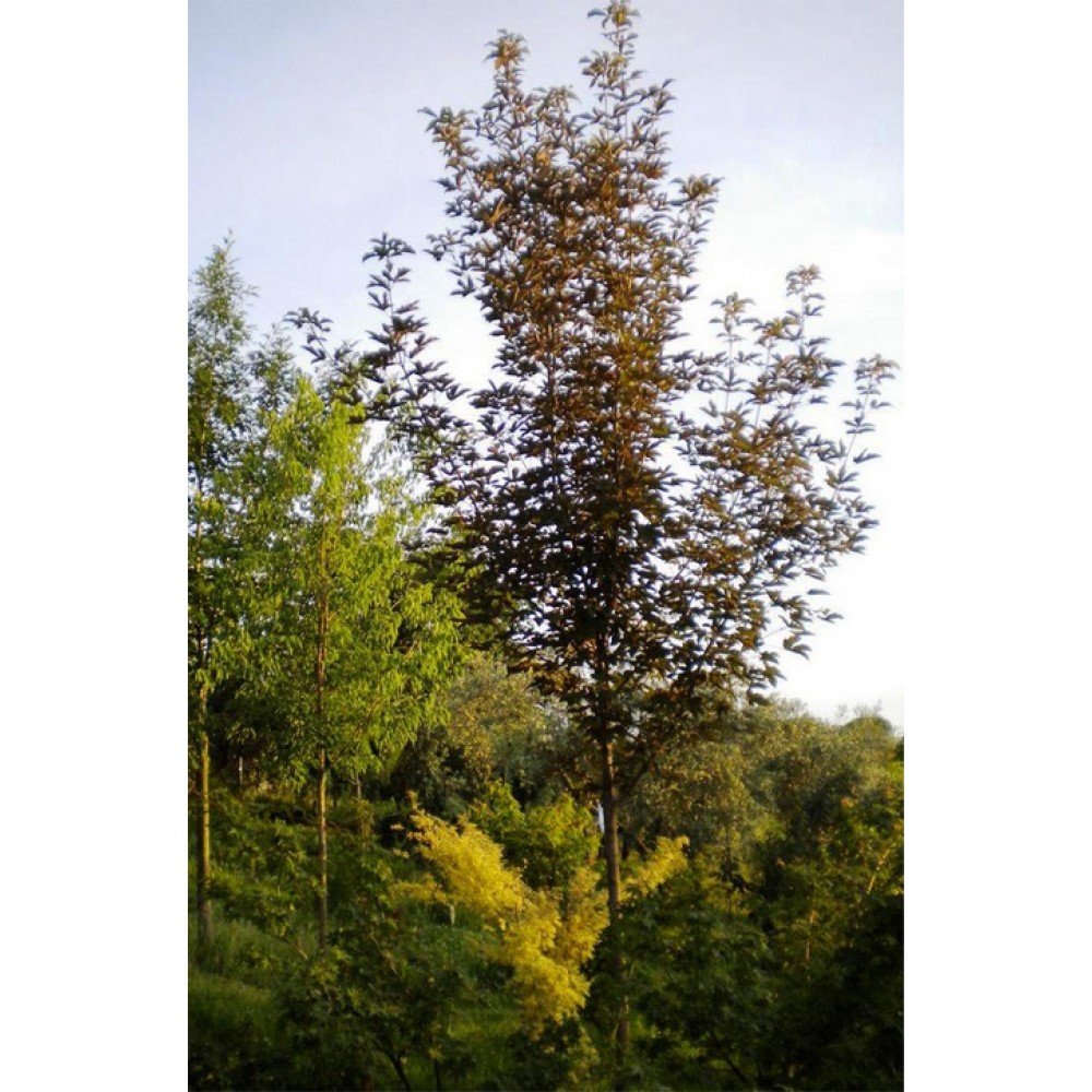 Klevas (Acer griseum x pseudoplatanus)