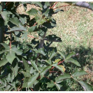 Klevas (Acer griseum x pseudoplatanus)