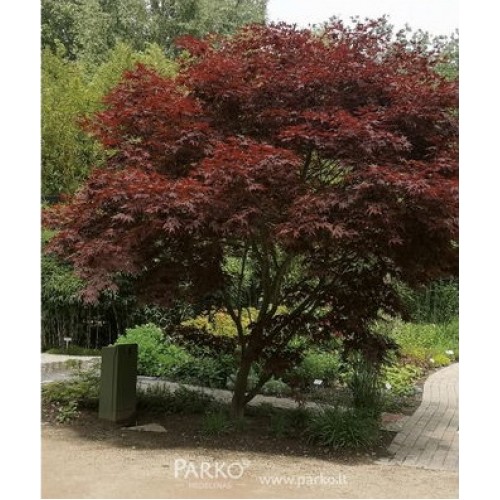 Klevas paprastasis (Acer platanoides) 'ATROPURPUREUM'