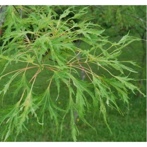 Klevas sidabrinis (Acer saccharinum) 'BORN'S GRACIOUS'