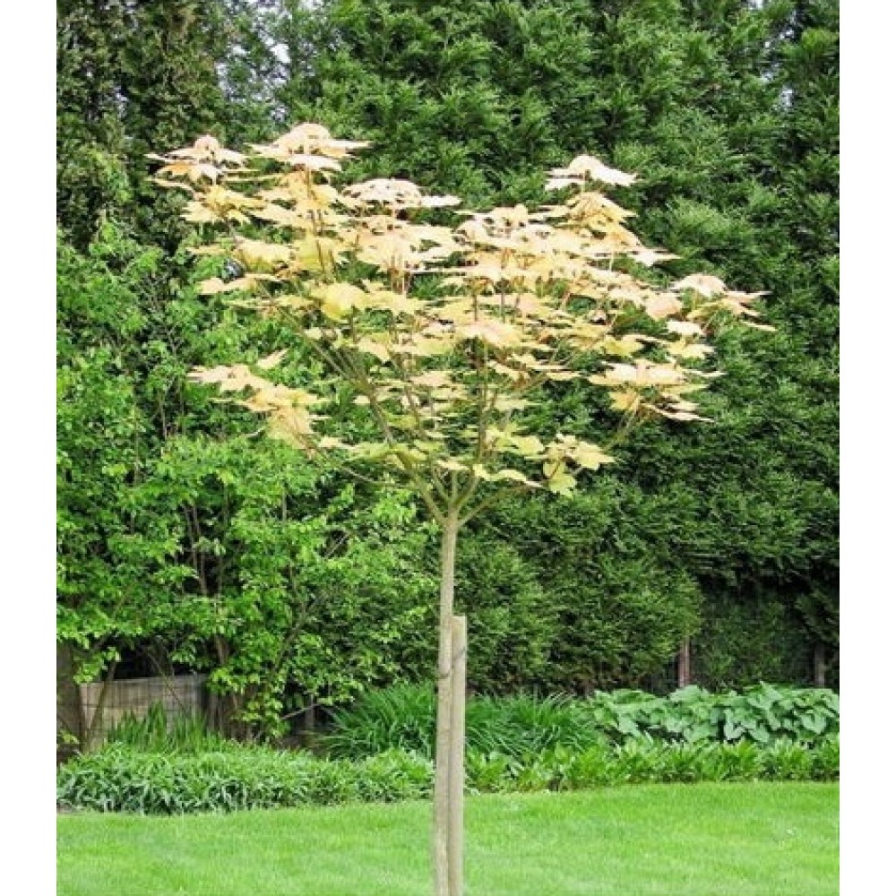 Klevas platanalapis (Acer pseudoplatanus) 'BRILLIANTISSIMUM'