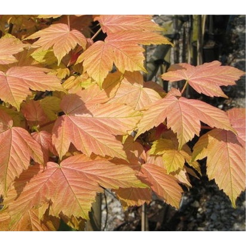 Klevas platanalapis (Acer pseudoplatanus) 'BRILLIANTISSIMUM'