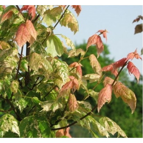 Klevas raudonasis (Acer rubrum) 'CANDICE ICE'
