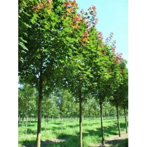 Klevas paprastasis (Acer platanoides) 'CHARLES JOLY'
