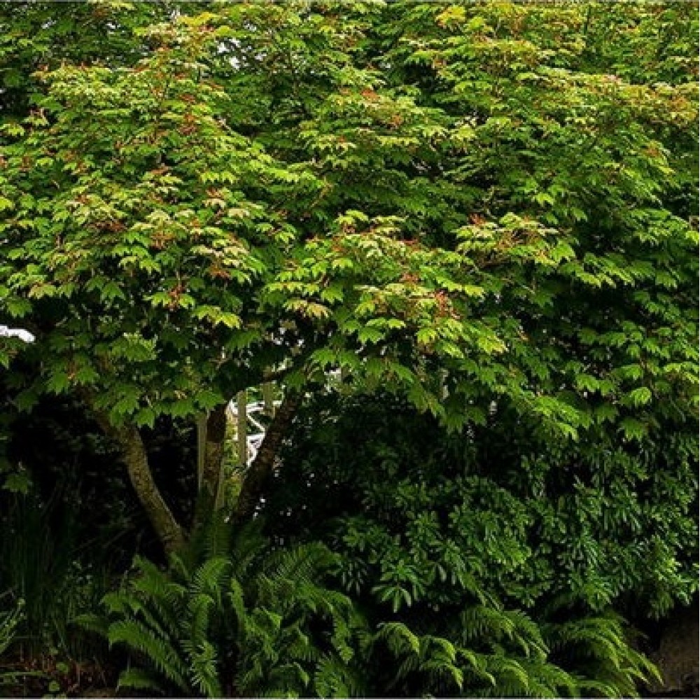 Klevas apskritalapis (Acer circinatum)