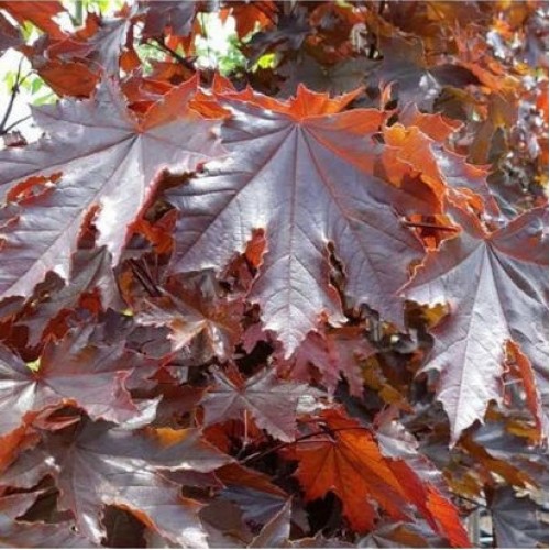 Klevas paprastasis (Acer platanoides) 'CRIMSON KING'