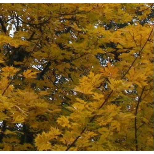 Klevas paprastasis (Acer platanoides) 'DISSECTUM'