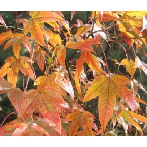 Klevas (Acer elegantulum)