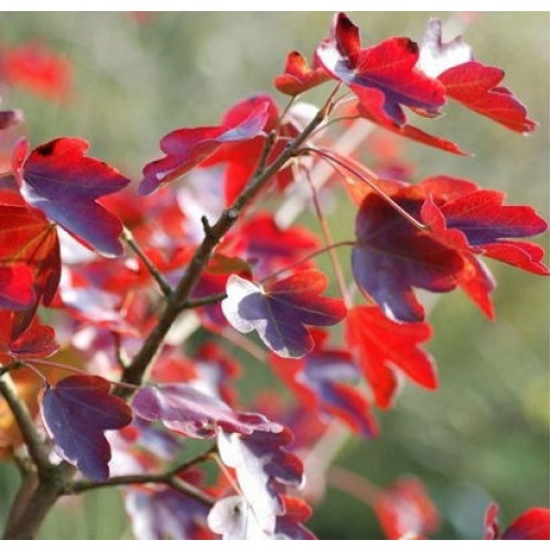 Klevas trakinis (Acer campestre) 'EVENLEY RED'