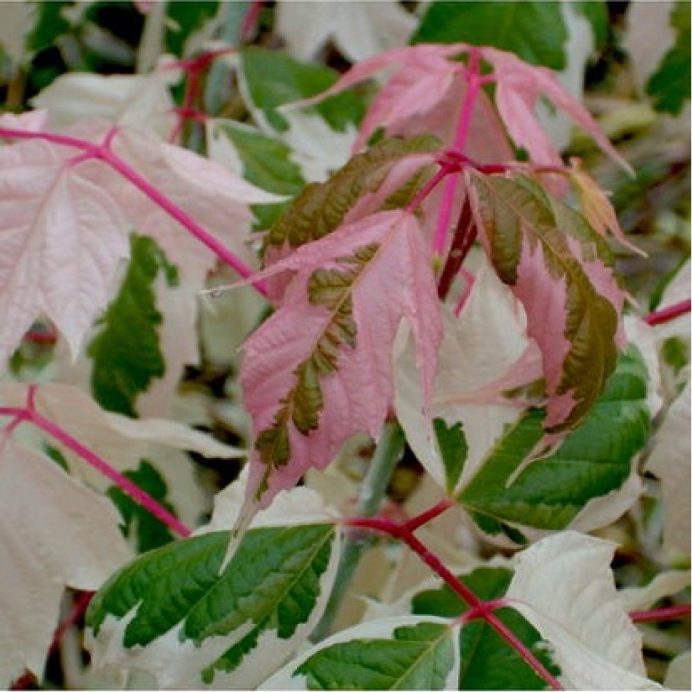 Klevas uosialapis (Acer negundo) 'FLAMINGO'