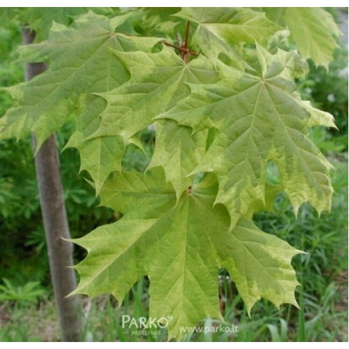 Klevas paprastasis (Acer platanoides) 'FRISINE'