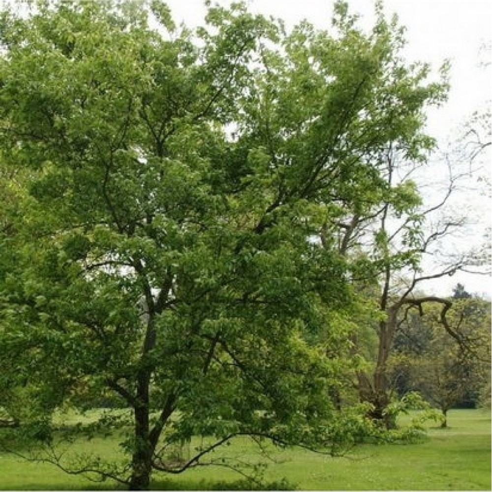 Klevas ginalinis (Acer ginnala)