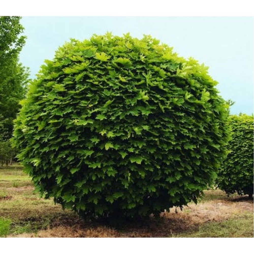 Klevas paprastasis (Acer platanoides) 'GLOBOSUM'
