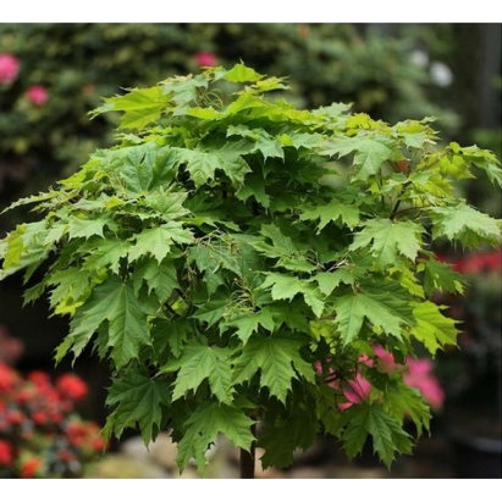 Klevas paprastasis (Acer platanoides) 'GLOBOSUM'