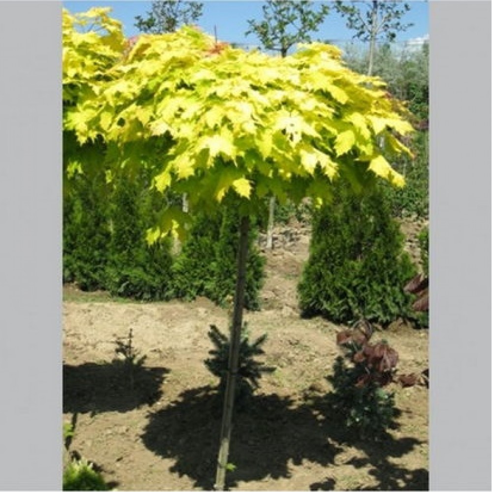 Klevas paprastasis (Acer platanoides) 'GOLDEN GLOBE'