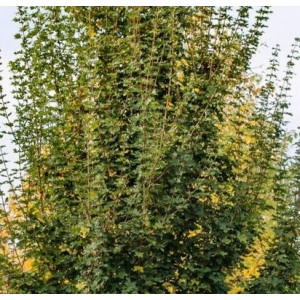 Klevas trakinis (Acer campestre) 'GREEN COLUMN'