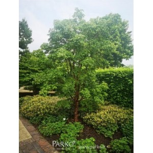 Klevas pilkasis (Acer griseum)