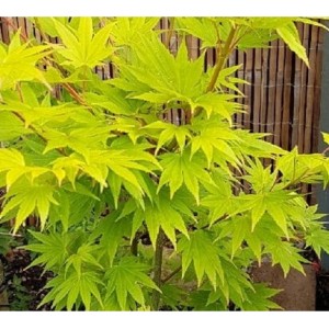 Klevas gelsvasis (Acer shirasawanum) 'JORDAN'®
