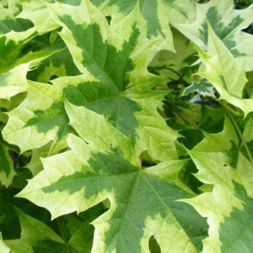 Klevas paprastasis (Acer platanoides) 'DRUMMONDII'