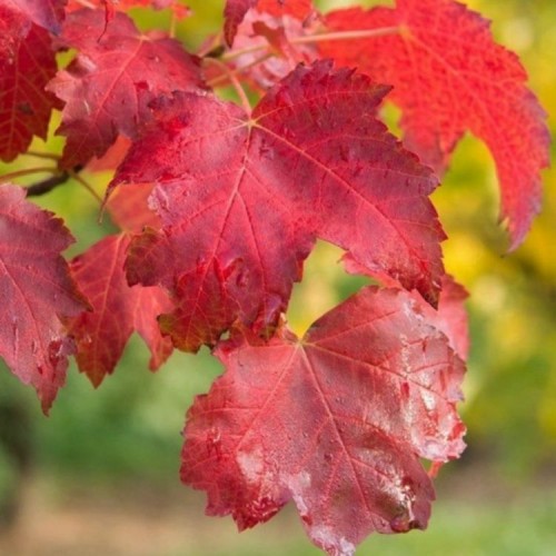 Klevas raudonasis (Acer rubrum) "OCTOBER GLORY"