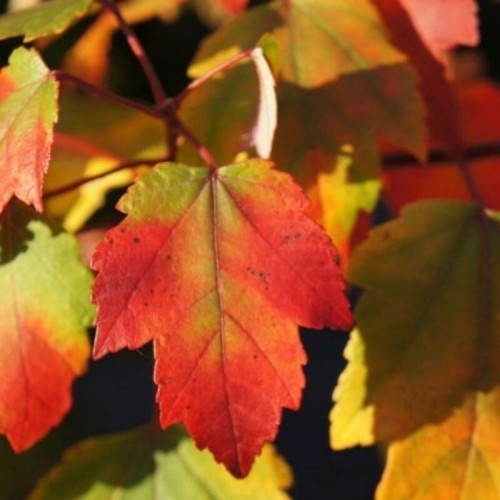 Klevas raudonasis (Acer rubrum) 'SUMMER RED'