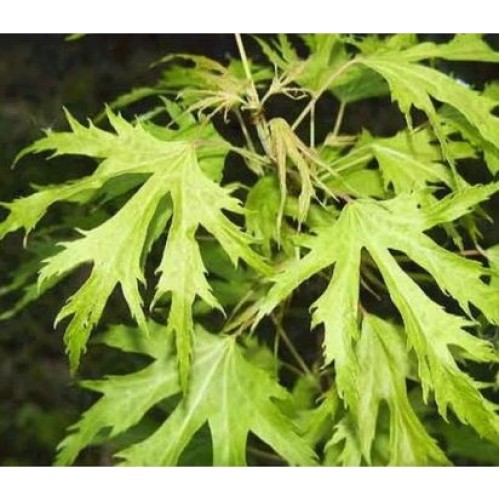 Klevas paprastasis (Acer platanoides) 'LACINIATUM'